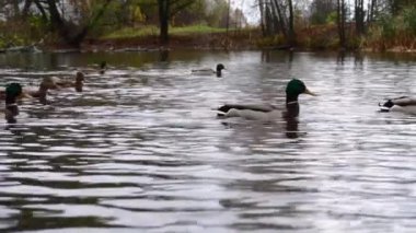 Göldeki vahşi ördekler. Yavaş çekim videosu.