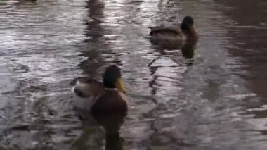 Göldeki vahşi ördekler. Yavaş çekim videosu.