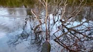 Göldeki vahşi ördekler. Yavaş çekim videosu.