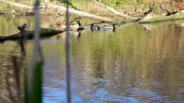 Göldeki vahşi ördekler. Yavaş çekim videosu.