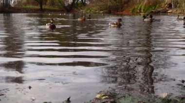 Göldeki vahşi ördekler. Yavaş çekim videosu.