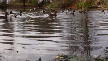 Göldeki vahşi ördekler. Yavaş çekim videosu.