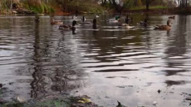Göldeki vahşi ördekler. Yavaş çekim videosu.