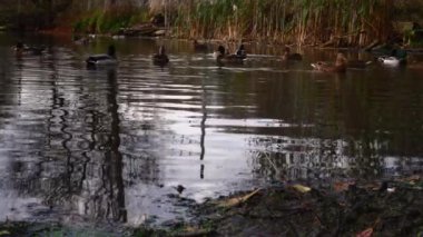 Göldeki vahşi ördekler. Yavaş çekim videosu.