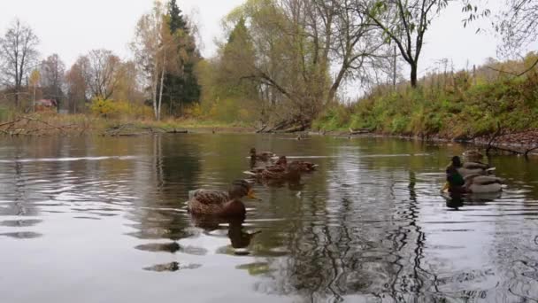 Wild Ducks Lake Slow Motion Video — стоковое видео