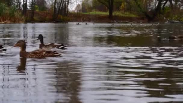 Wild Ducks Lake Slow Motion Video — стоковое видео