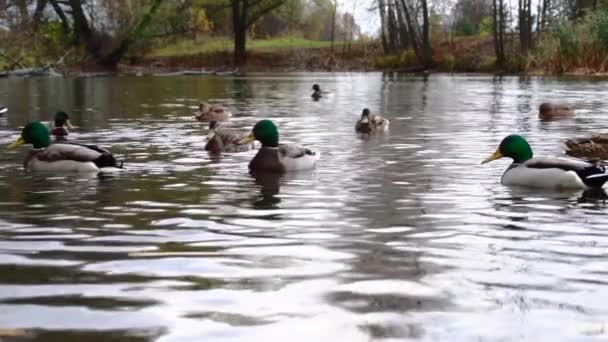 Canards Sauvages Sur Lac Slow Motion Vidéo — Video