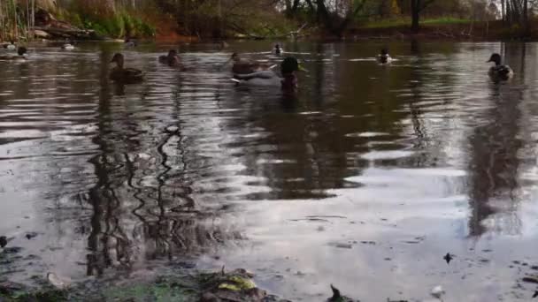 Wild Ducks Lake Slow Motion Video — Stock Video