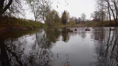 Göldeki vahşi ördekler. Yavaş çekim videosu.