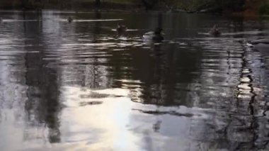 Göldeki vahşi ördekler. Yavaş çekim videosu.