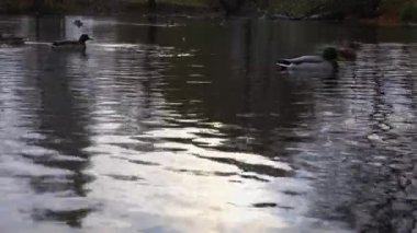 Göldeki vahşi ördekler. Yavaş çekim videosu.