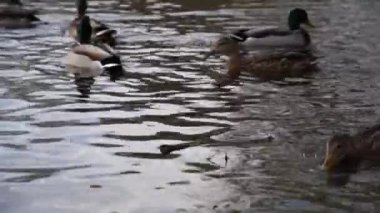 Göldeki vahşi ördekler. Yavaş çekim videosu.