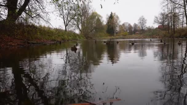 Wild Ducks Lake Slow Motion Video — Stock Video