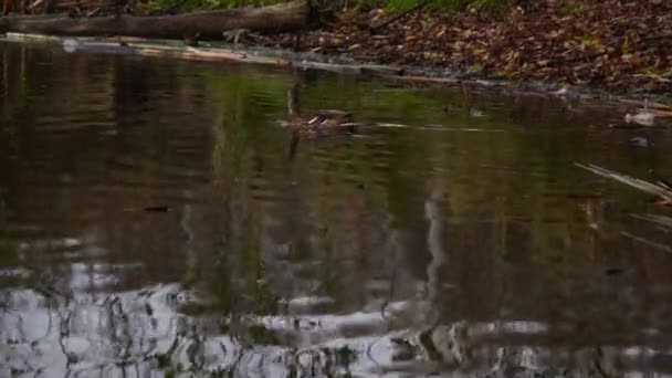 Patos Salvajes Lago Cámara Lenta Vídeo — Vídeos de Stock