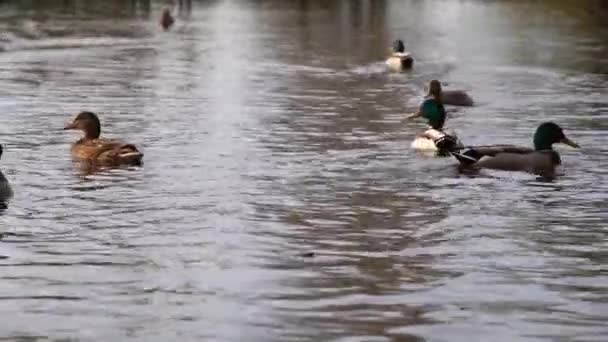 Patos Salvajes Lago Cámara Lenta Vídeo — Vídeos de Stock