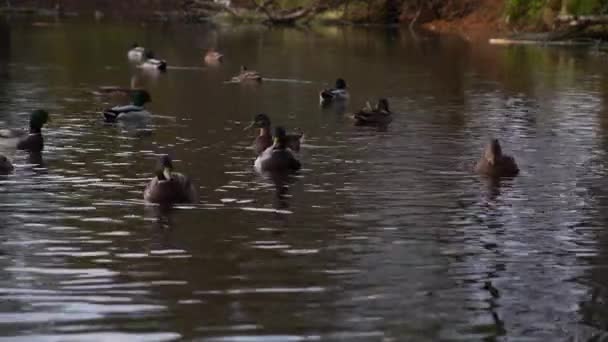 Patos Salvajes Lago Cámara Lenta Vídeo — Vídeos de Stock