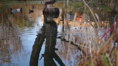 Göldeki vahşi ördekler. Yavaş çekim videosu.