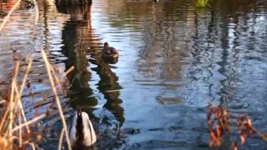 Göldeki vahşi ördekler. Yavaş çekim videosu.