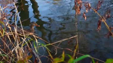 Göldeki vahşi ördekler. Yavaş çekim videosu.
