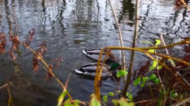 Göldeki vahşi ördekler. Yavaş çekim videosu.