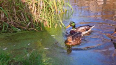 Göldeki vahşi ördekler. Yavaş çekim videosu.