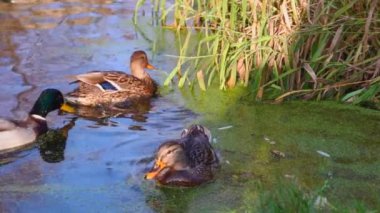Göldeki vahşi ördekler. Yavaş çekim videosu.