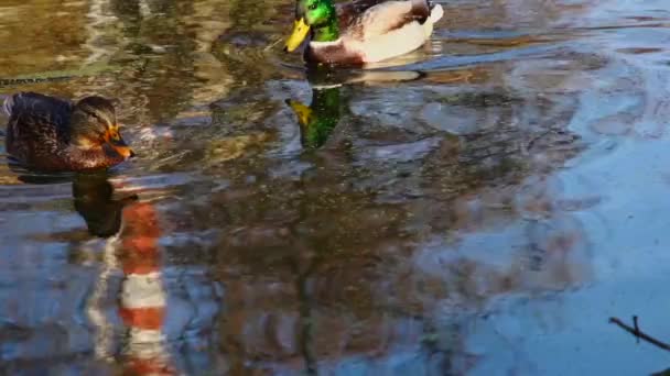 Wild Ducks Lake Slow Motion Video — Stock Video