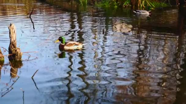 Wild Ducks Lake Slow Motion Video — стоковое видео