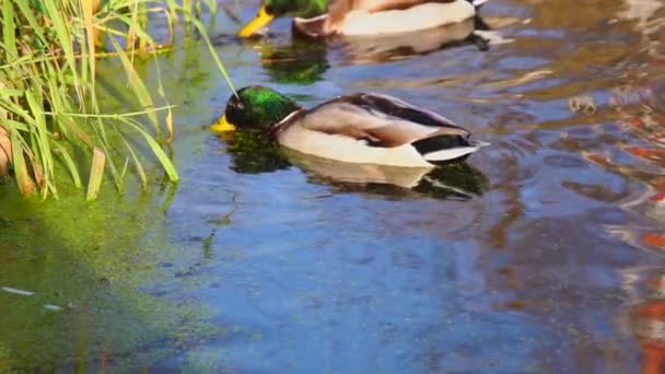 Dzikie Kaczki Jeziorze Slow Film — Wideo stockowe