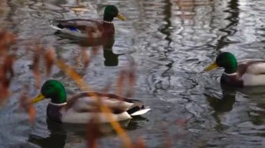 Göldeki vahşi ördekler. Yavaş çekim videosu.