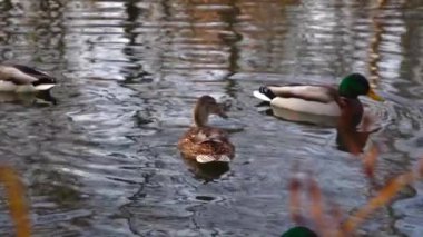 Göldeki vahşi ördekler. Yavaş çekim videosu.