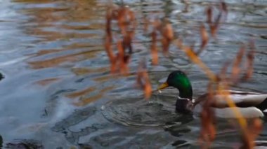 Göldeki vahşi ördekler. Yavaş çekim videosu.