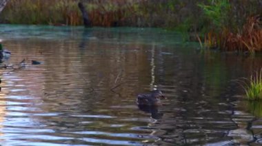 Göldeki vahşi ördekler. Yavaş çekim videosu.