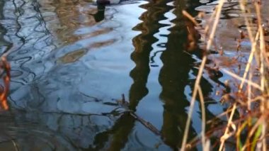 Göldeki vahşi ördekler. Yavaş çekim videosu.