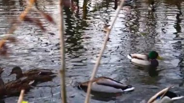 Göldeki vahşi ördekler. Yavaş çekim videosu.