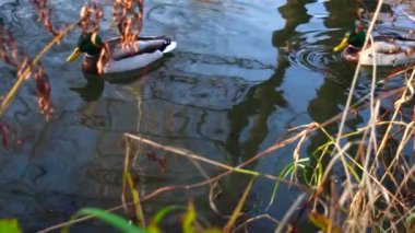 Göldeki vahşi ördekler. Yavaş çekim videosu.