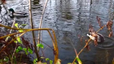 Göldeki vahşi ördekler. Yavaş çekim videosu.
