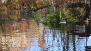 Göldeki vahşi ördekler. Yavaş çekim videosu.