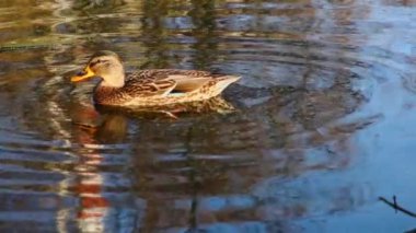 Göldeki vahşi ördekler. Yavaş çekim videosu.