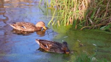 Göldeki vahşi ördekler. Yavaş çekim videosu.