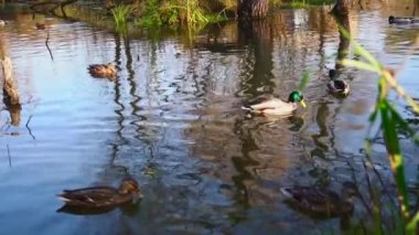 Göldeki vahşi ördekler. Yavaş çekim videosu.