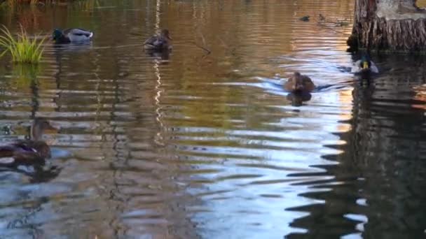 Patos Salvajes Lago Cámara Lenta Vídeo — Vídeo de stock