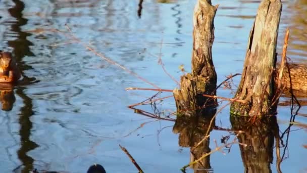 Wild Ducks Lake Slow Motion Video — Stock Video