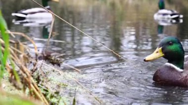 Göldeki vahşi ördekler. Yavaş çekim videosu.