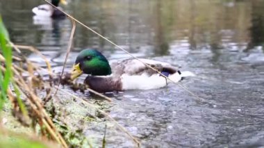 Göldeki vahşi ördekler. Yavaş çekim videosu.