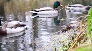 Göldeki vahşi ördekler. Yavaş çekim videosu.