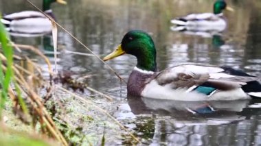 Göldeki vahşi ördekler. Yavaş çekim videosu.