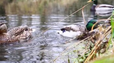Göldeki vahşi ördekler. Yavaş çekim videosu.