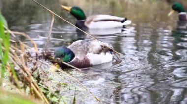 Göldeki vahşi ördekler. Yavaş çekim videosu.