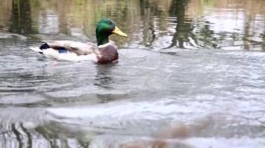 Göldeki vahşi ördekler. Yavaş çekim videosu.